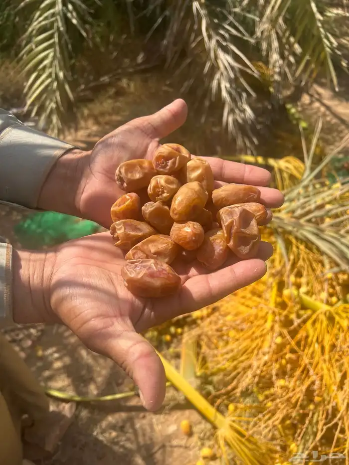 تمور اخلاص فاخر للبيع كميه كبير 3