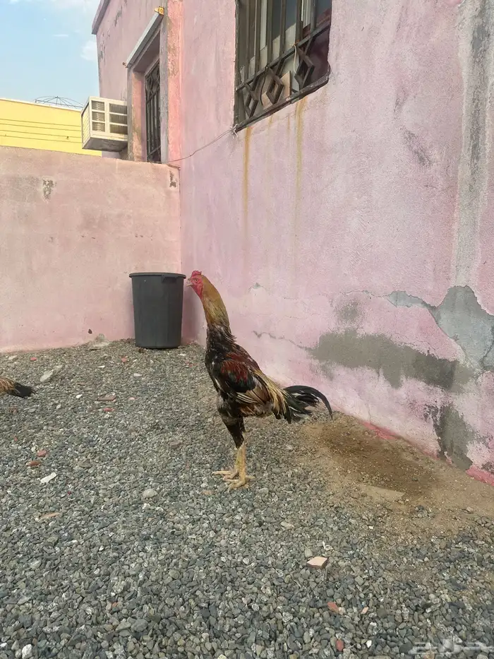 ديك شامو ياباني 2
