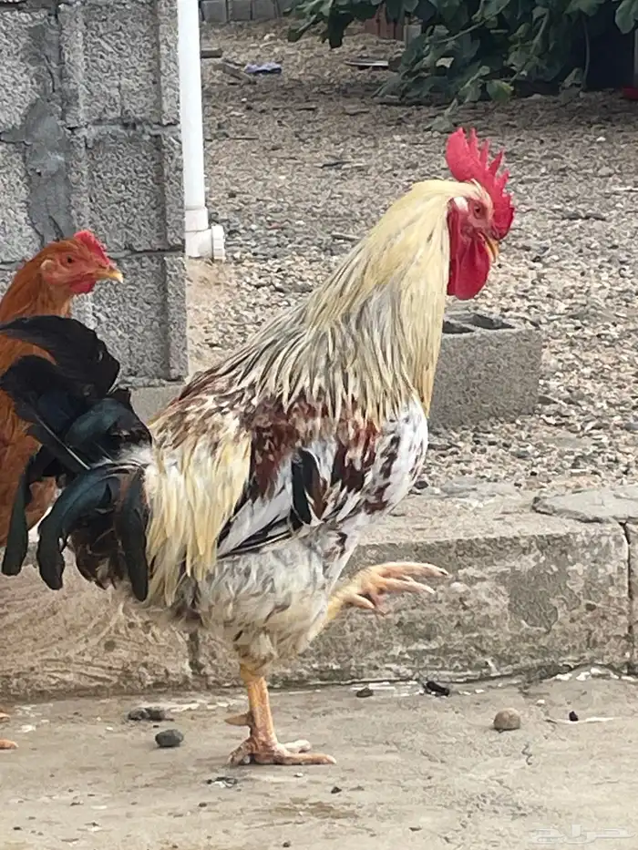 ديك فرنسي اصيل اذآن وتلقيح شرط 2
