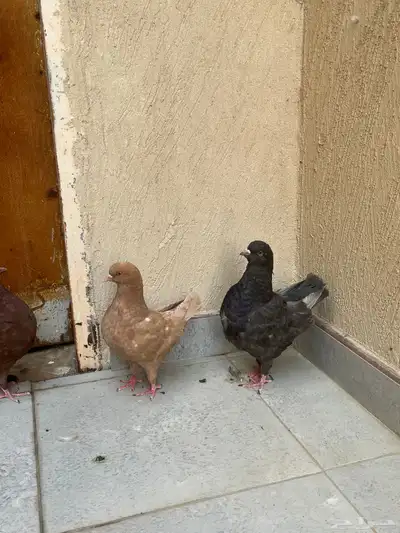 حمام كنق 0