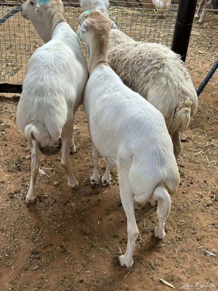طليان رفيد مرابي 6