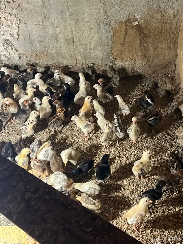 صوص بلدي 1