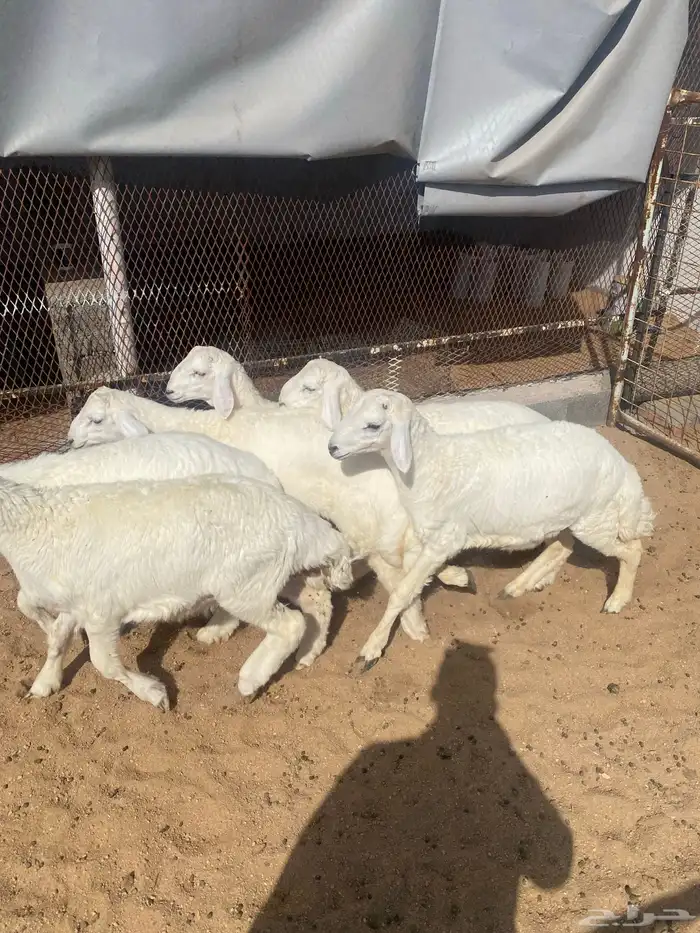 طليان حريه شحم وظهر الصحه شرط 1