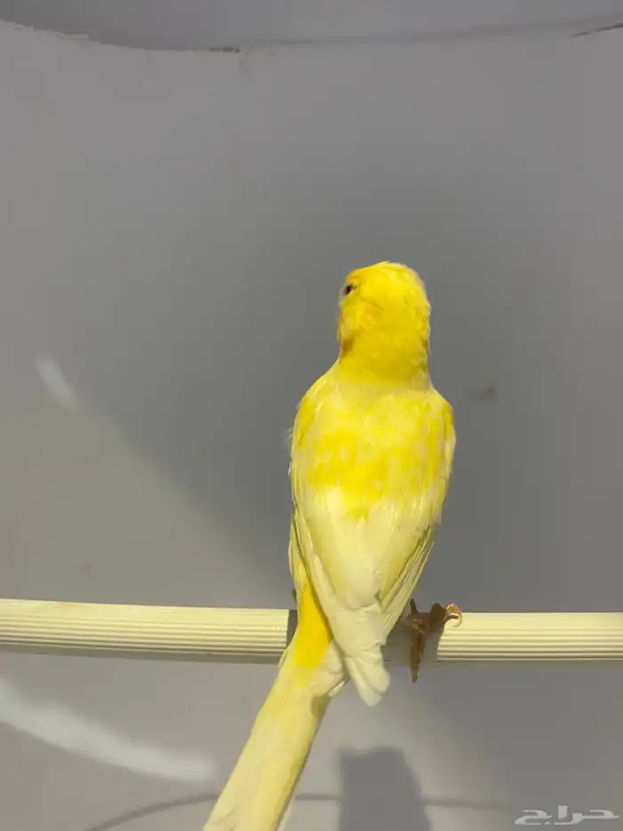 جوز كناري 3