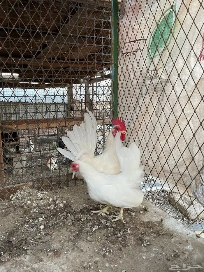 دجاج جبنيز 0