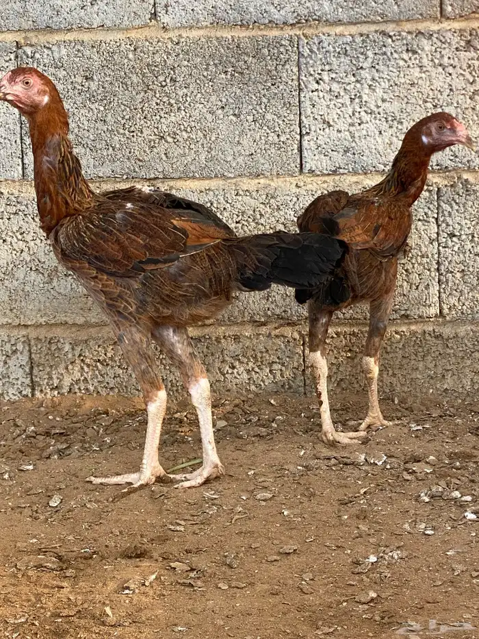 دجاج باكستاني 0