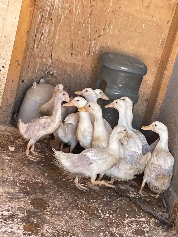 بطط 0