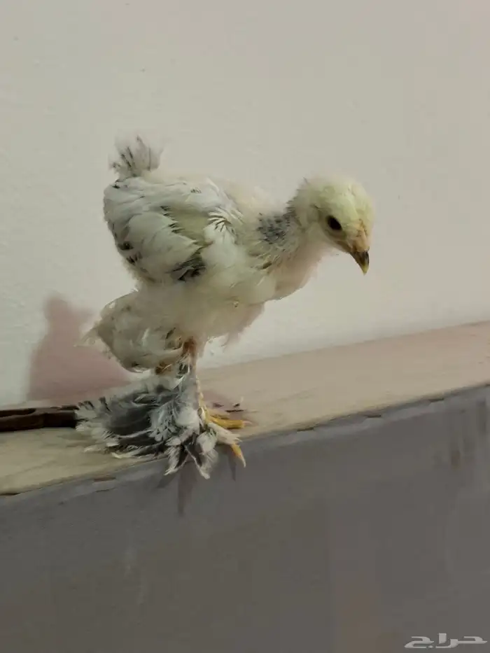 صيصان براهما كولمبي عمر شهرين 0