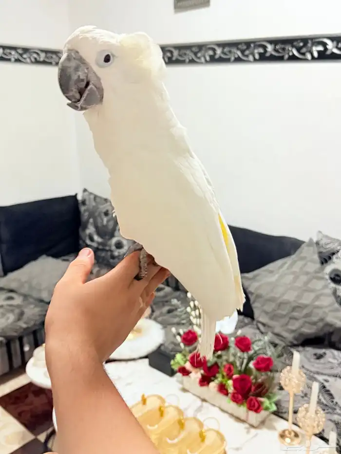 ببغاء كوكاتو امبريلا اليف ومتكلم وهدد وعمره سنة 8