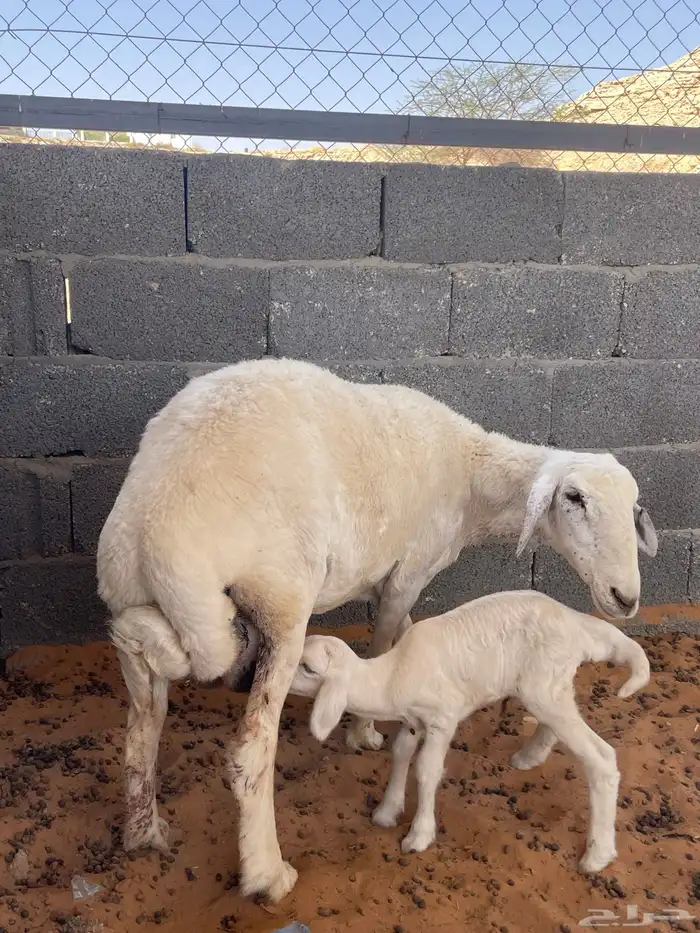 حريه معها خروف 1