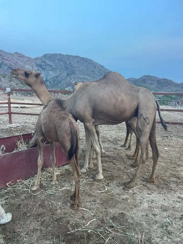 ابل للبيع 9 1