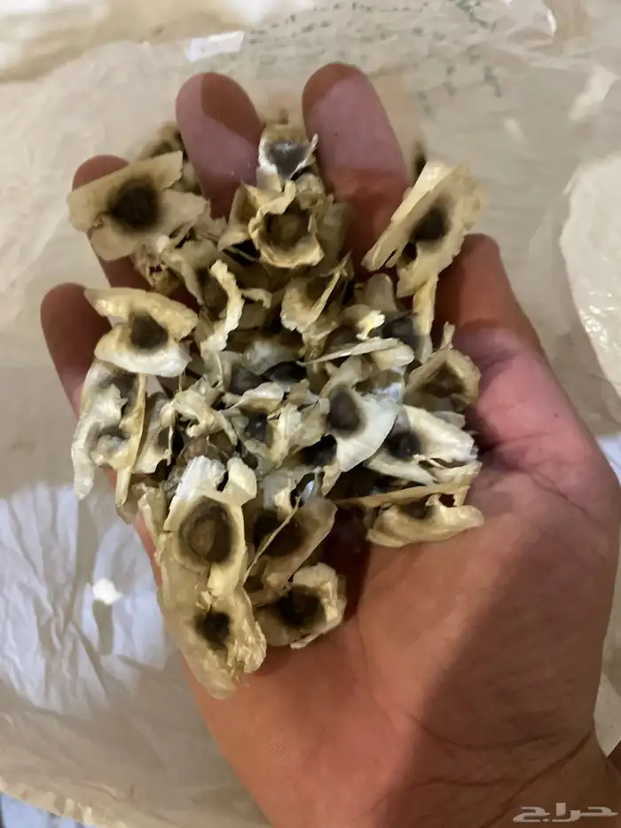 بذور المورينقا وبذور نخل واشنطوني 2