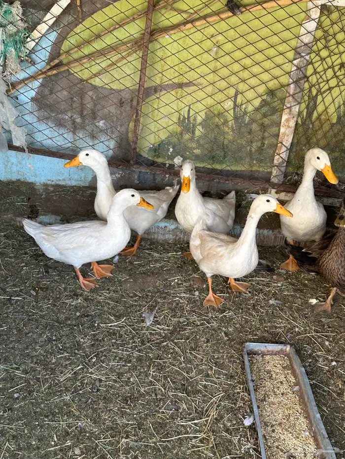 بط بكينى وشرشرى ذكور 2