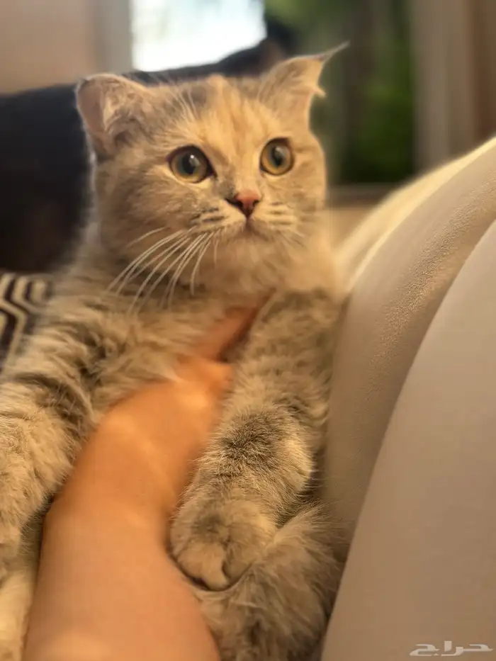 انثى سكوتش هجين متاحة للبيع 2