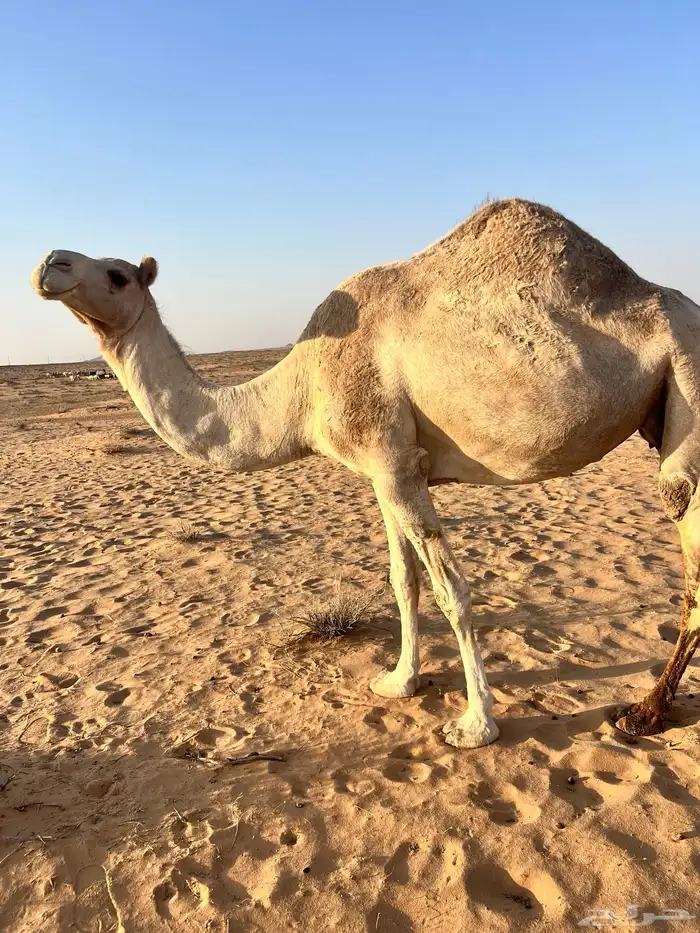 مزارع جانين حائل 2