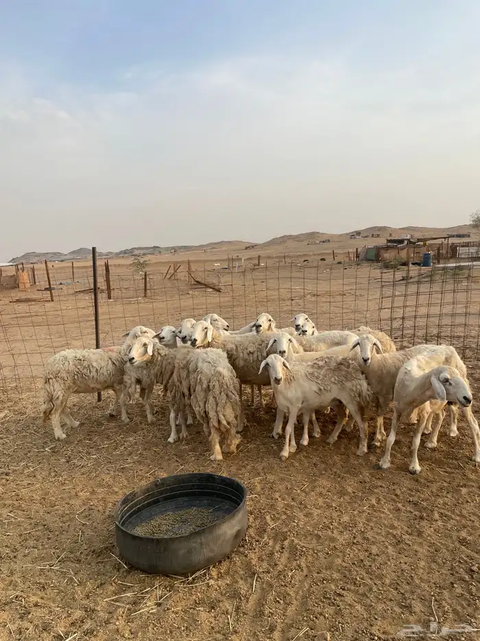 للبيع ضان مقاني مراح من 600 0