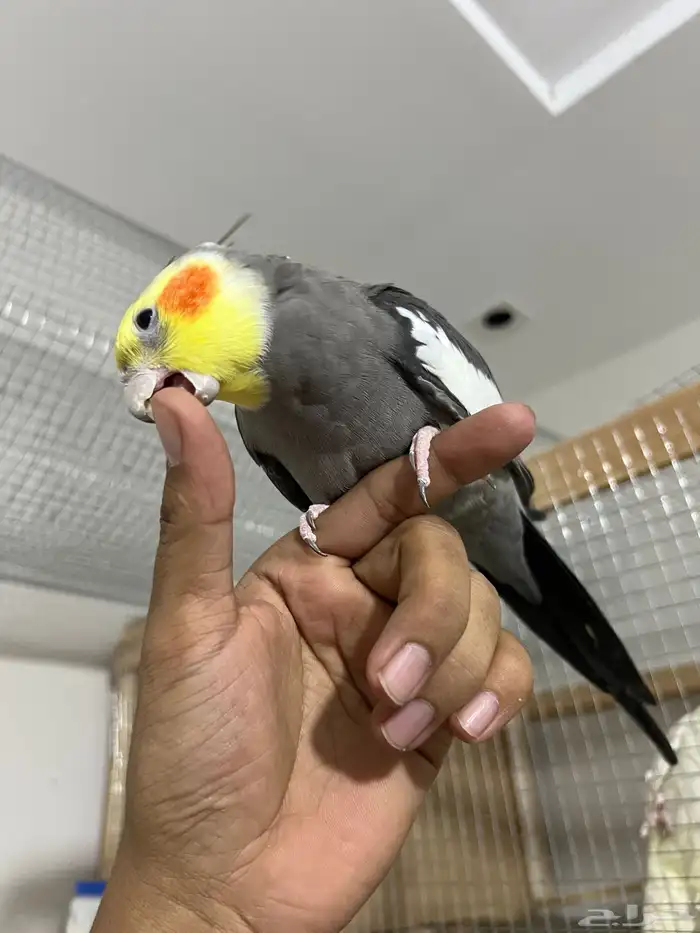 ذكر كروان اليف 3