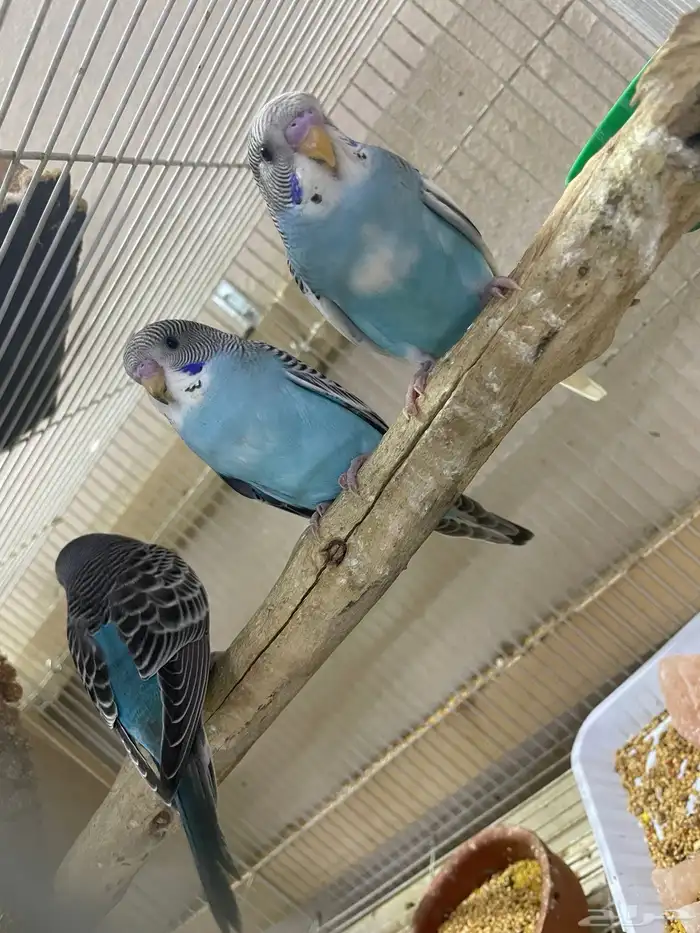صغار البادجي 0