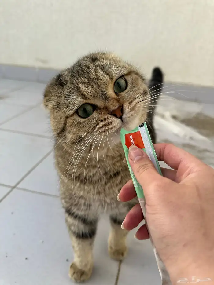 ذكر سكوتش فولد للبيع 0