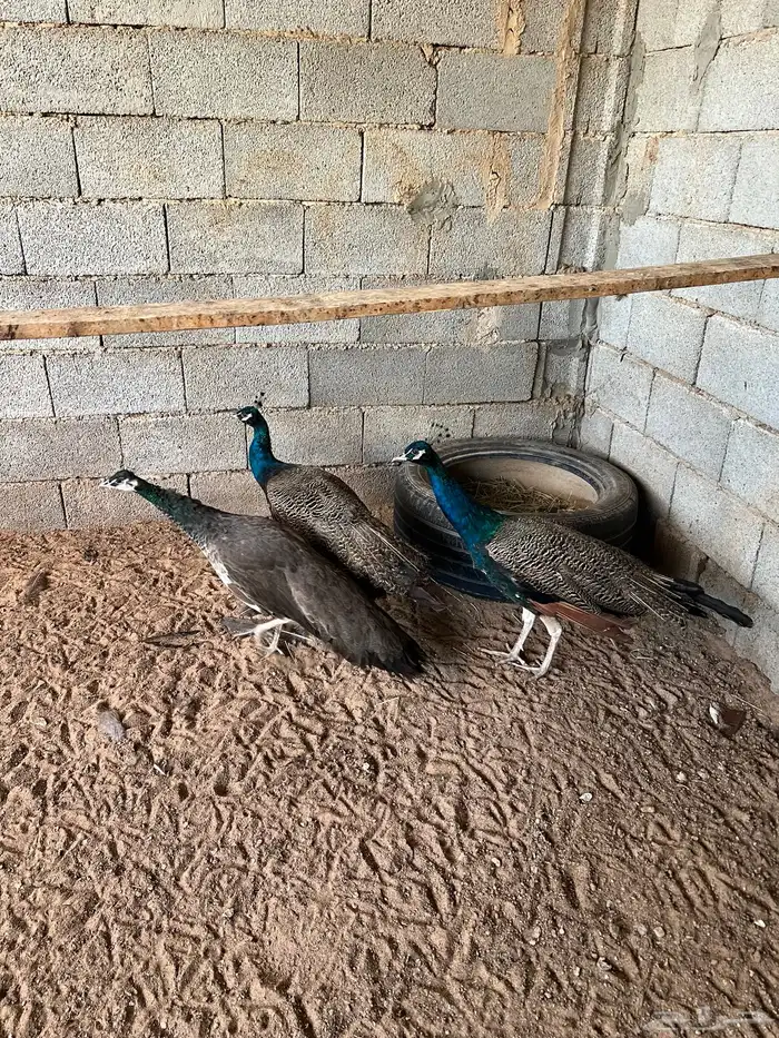 طاؤس 1