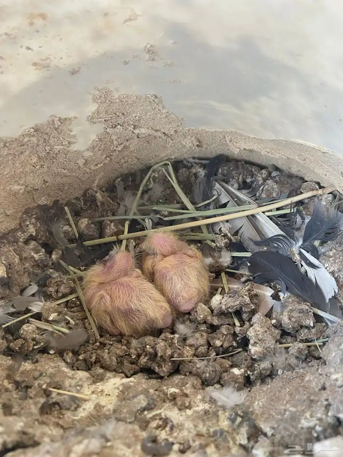 حمام مشكل 2