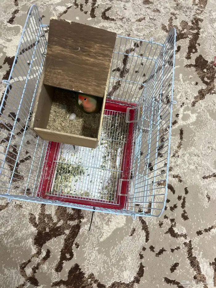 روز تزاوج الي صامل يجي على السوم 3