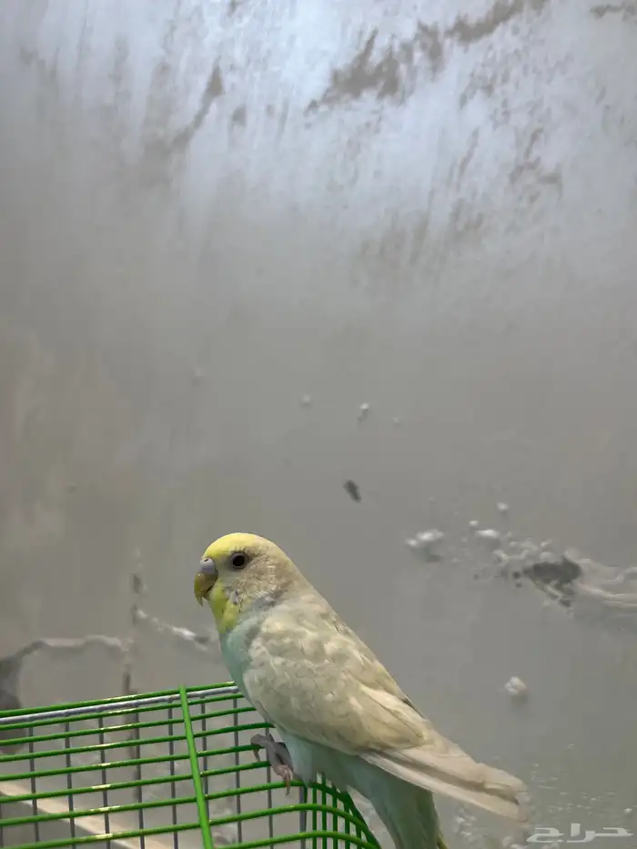 طيور البادجي 1