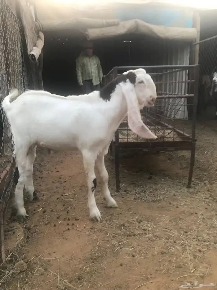 تيس مشروع فحل 1