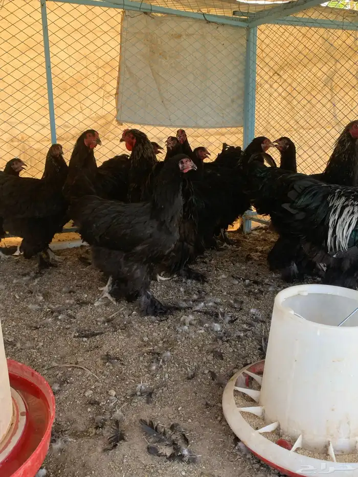 مشروع براهما فرصه للي يبغى شي طيب للموسم 9