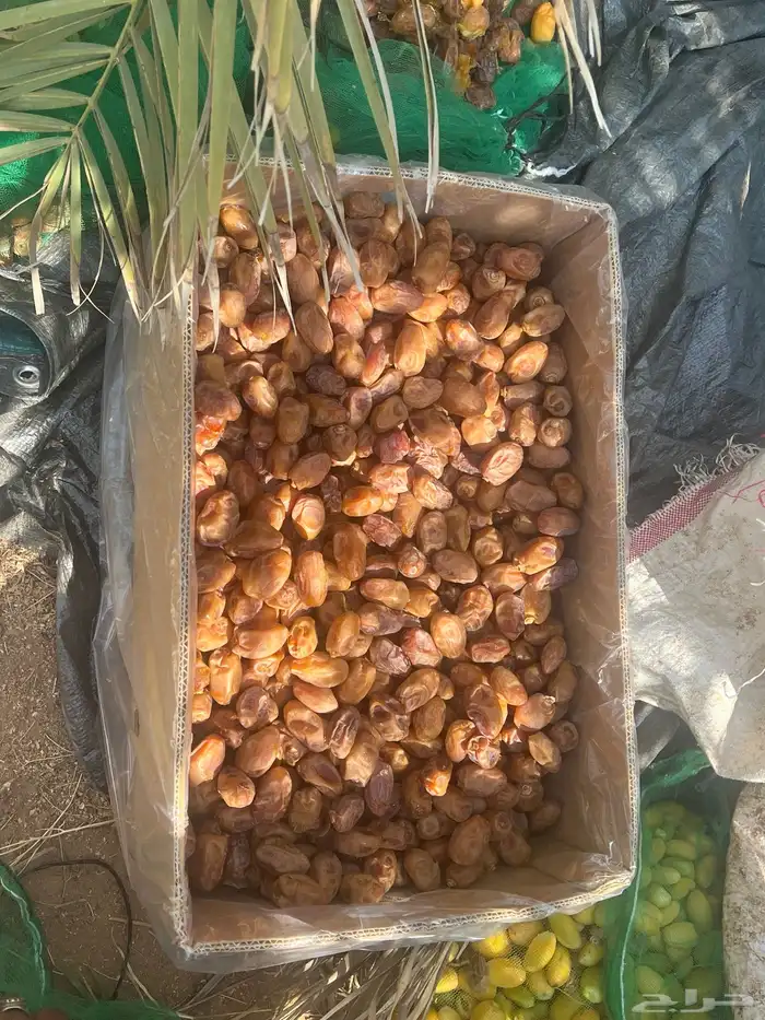 تمور اخلاص فاخر للبيع كميه كبير 0