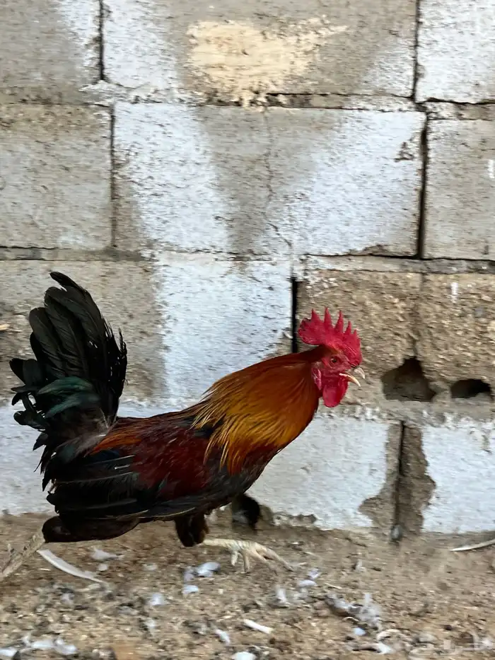 ديك البيع 1
