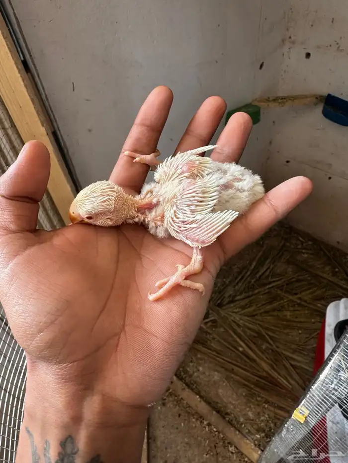 فروخ روز الالبينو صافي 2