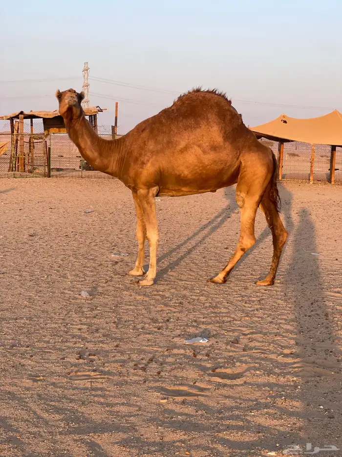 للبيع ناقه حايل طيبه 0