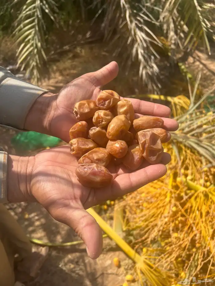 تمور اخلاص فاخر للبيع كميه كبير 2