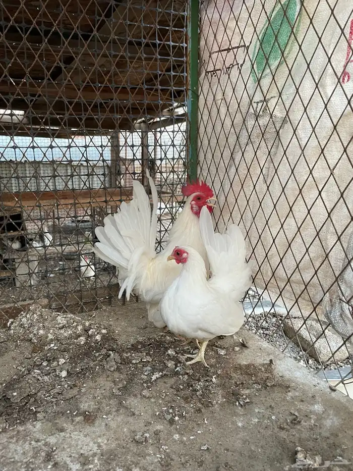 دجاج جبنيز 1