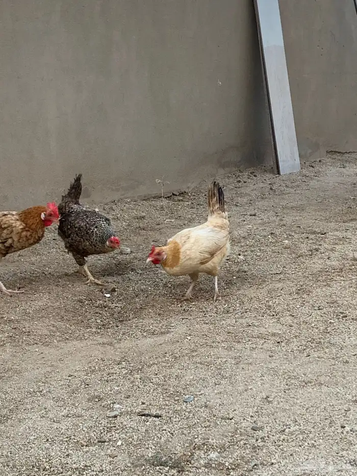دجاج فيومي و بلدي 7