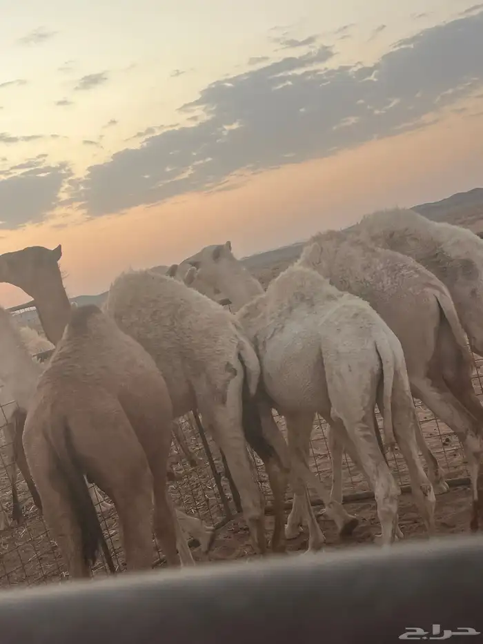 حشو بريه وعلا الحليب امهاتهن 0