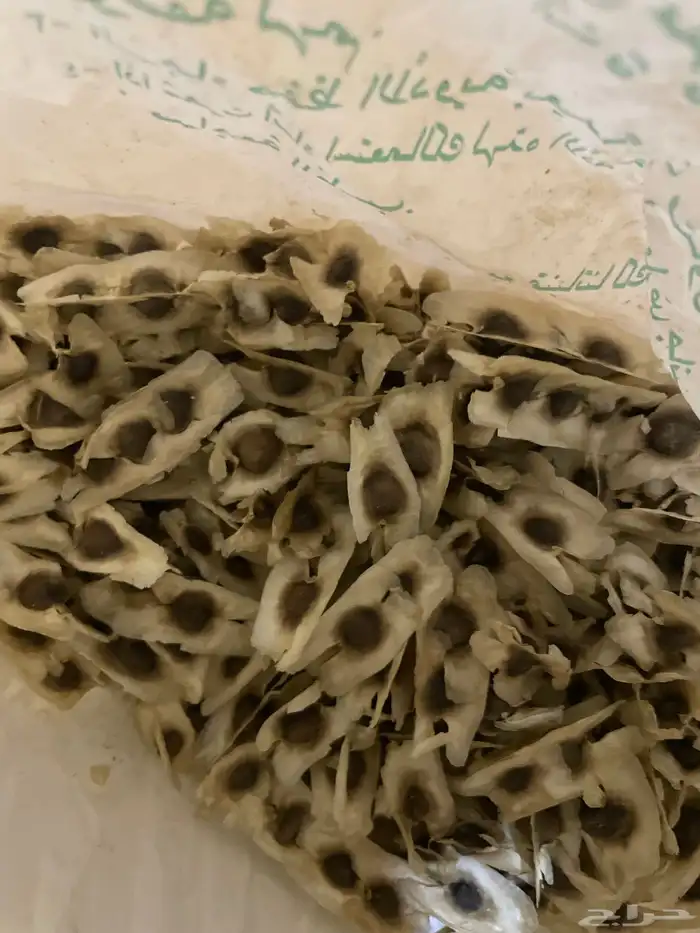 بذور المورينقا وبذور نخل واشنطوني 0