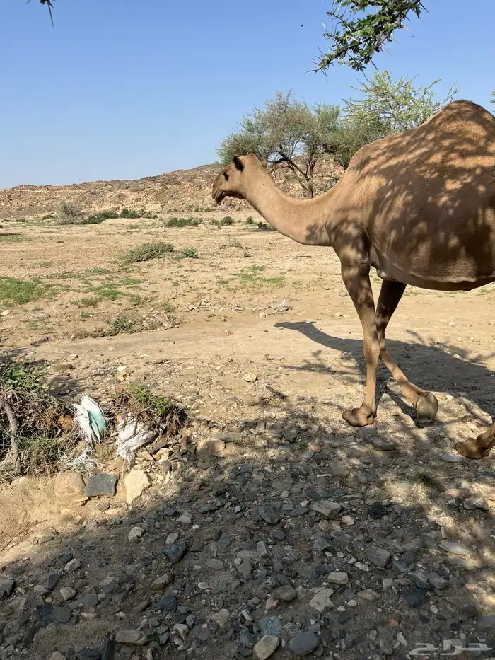 صفراء ضروبه طيبه(مبيوعه) 0