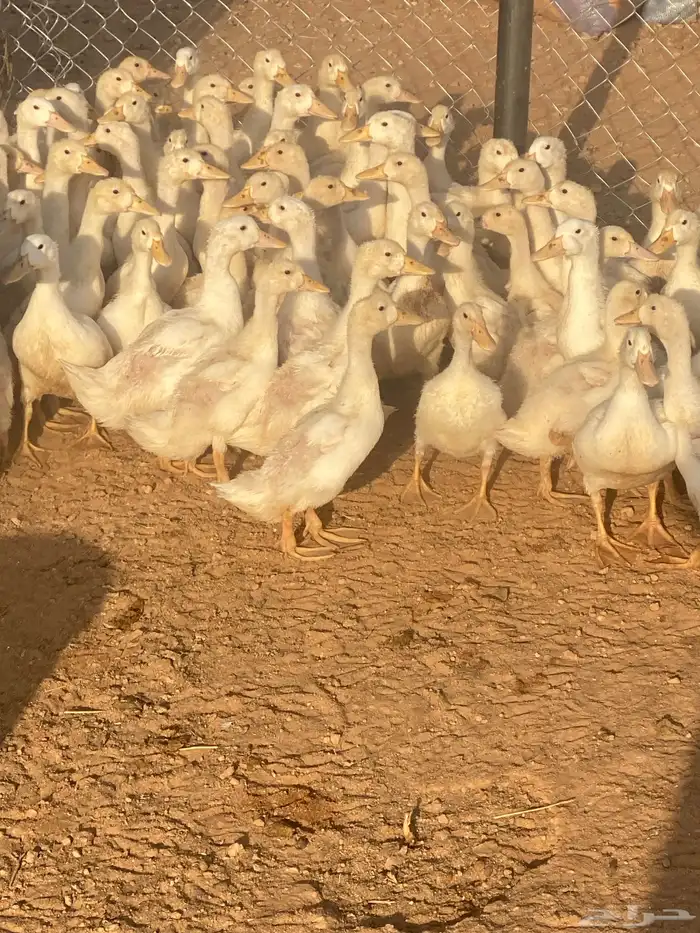 بط بكيني 1