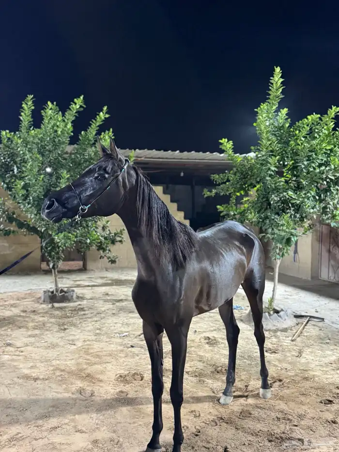 فرس كفو حاره جدا ولا انسى به الصغار الجديدين على الخيل 0
