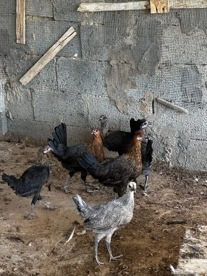 دجاج 0