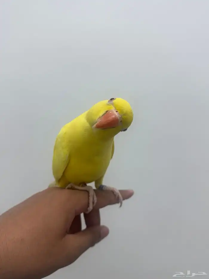 ببغاء دره هولندي طفره لوتينو 1
