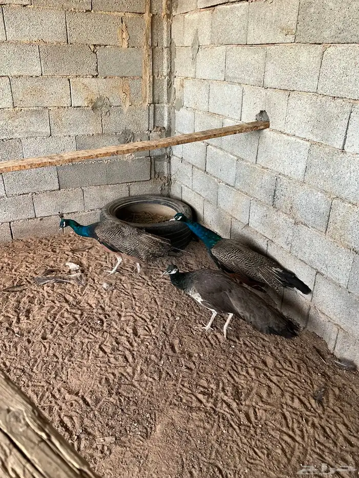 طاؤس 4