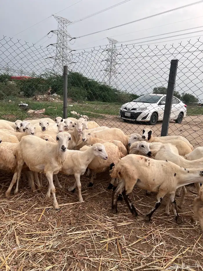رخال رفيدي من 580 7