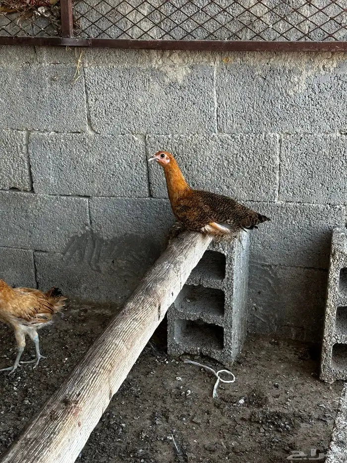 دجاج 3