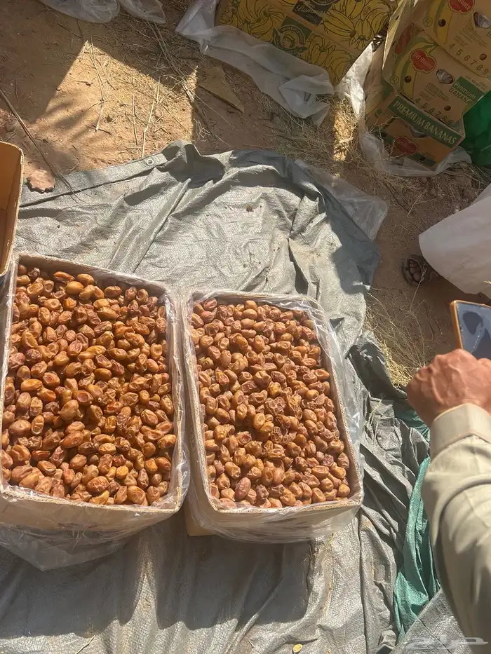 تمور اخلاص فاخر للبيع كميه كبير 10