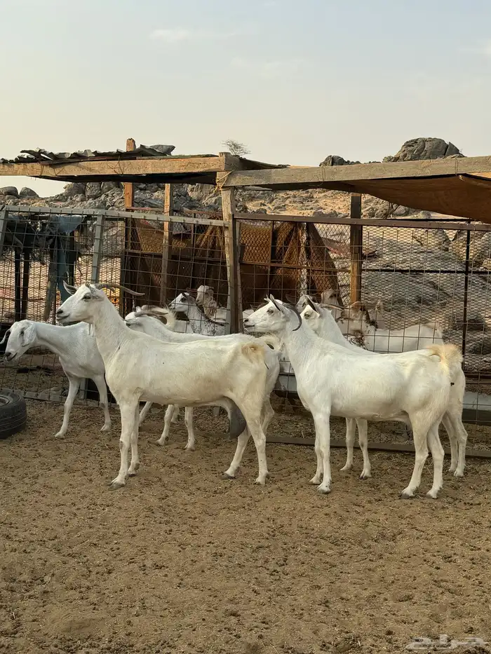 معزا بيشيات ( تم البيع ) 0