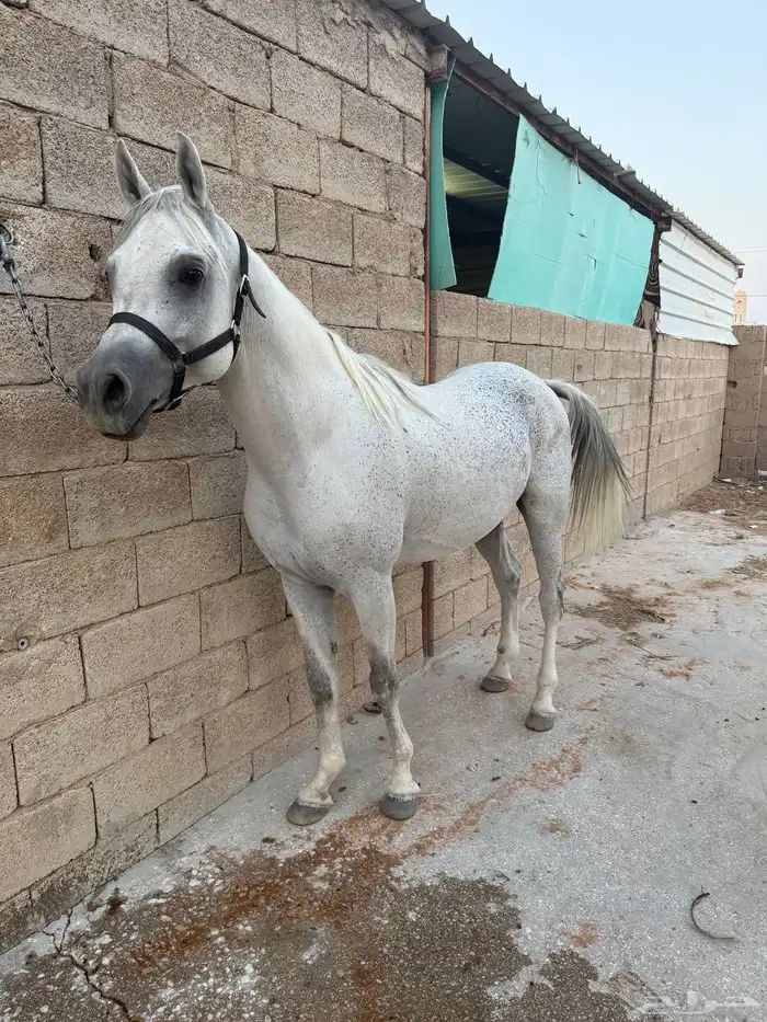 حصان مصري 1
