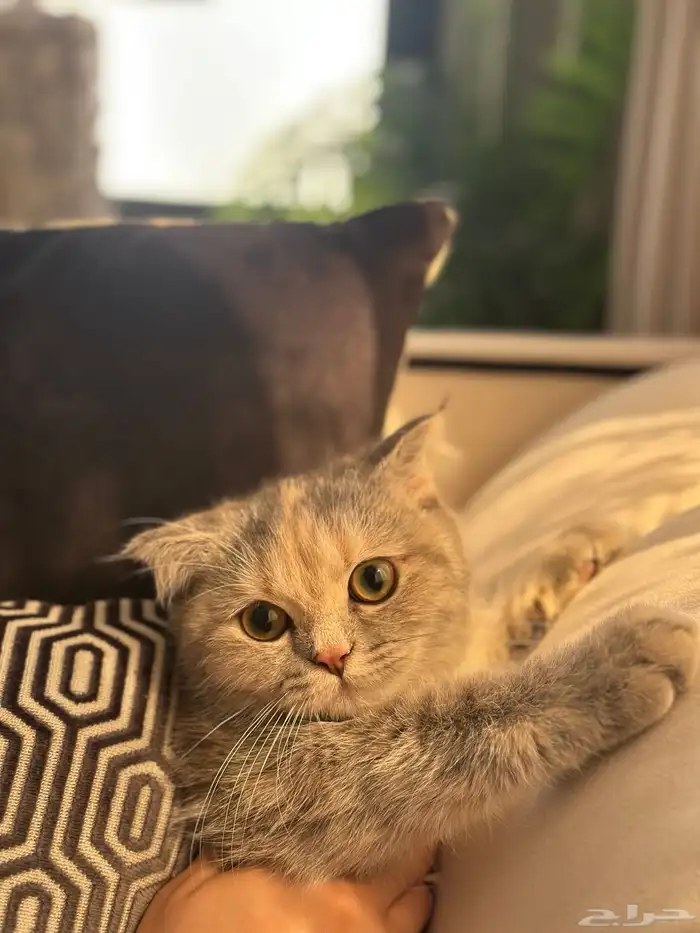 انثى سكوتش هجين متاحة للبيع 3